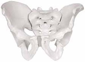 Male Skeletal Pelvis